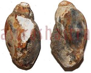 heera shankh